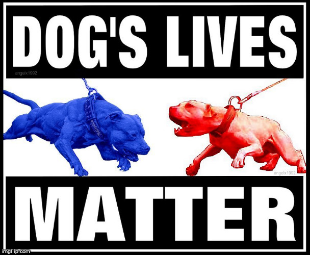 image tagged in pitbull,pitbulls,dog fight,animal rights,illegal,abuse | made w/ Imgflip meme maker
