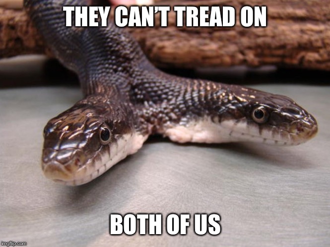 Two Headed Snake | THEY CAN’T TREAD ON BOTH OF US | image tagged in two headed snake | made w/ Imgflip meme maker