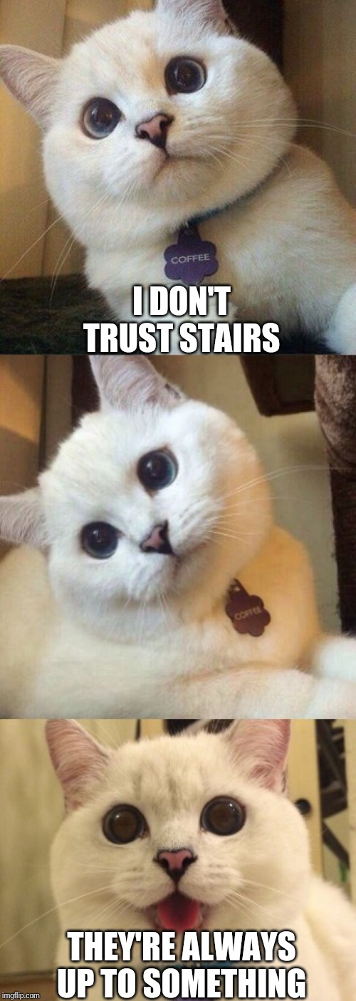 bad pun cat  | I DON'T TRUST STAIRS; THEY'RE ALWAYS UP TO SOMETHING | image tagged in bad pun cat | made w/ Imgflip meme maker