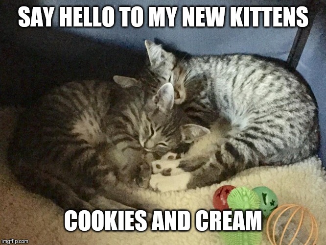 Floofy | SAY HELLO TO MY NEW KITTENS; COOKIES AND CREAM | image tagged in cats,cats are awesome,sleeping,fluffy,cute cat,cute | made w/ Imgflip meme maker