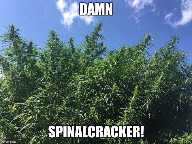 DAMN; SPINALCRACKER! | made w/ Imgflip meme maker