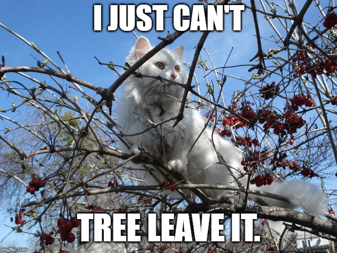 one treed off cat | I JUST CAN'T; TREE LEAVE IT. | image tagged in one treed off cat | made w/ Imgflip meme maker