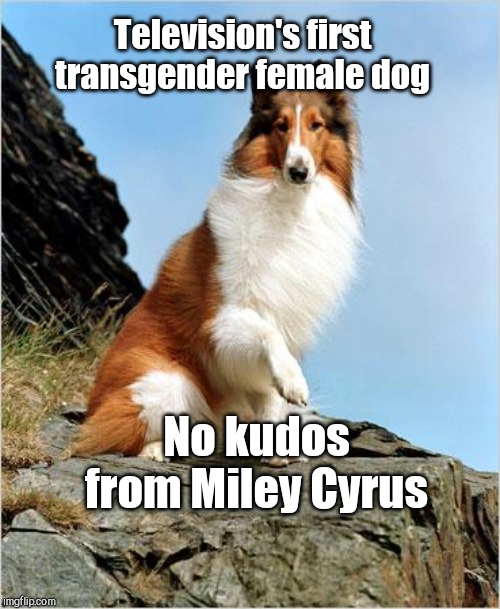 Lassie | Television's first transgender female dog; No kudos from Miley Cyrus | image tagged in lassie,bad luck lassie,lgbt,humor | made w/ Imgflip meme maker