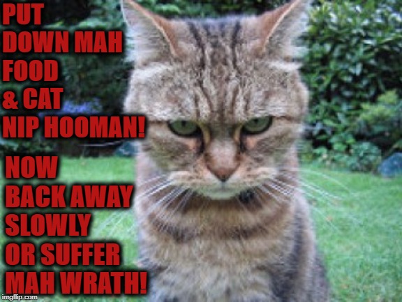 PUT IT DOWN | PUT DOWN MAH FOOD & CAT NIP HOOMAN! NOW BACK AWAY SLOWLY OR SUFFER MAH WRATH! | image tagged in put it down | made w/ Imgflip meme maker