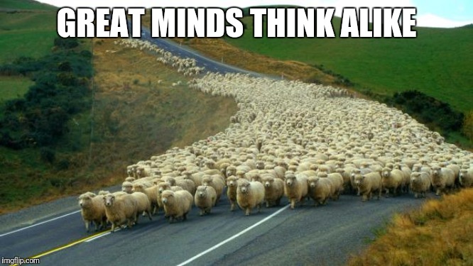 sheep | GREAT MINDS THINK ALIKE | image tagged in sheep | made w/ Imgflip meme maker