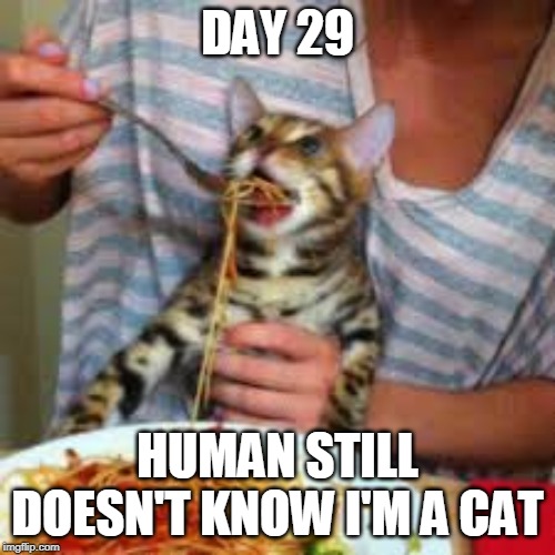 Spaghetti cat | DAY 29; HUMAN STILL DOESN'T KNOW I'M A CAT | image tagged in spaghetti cat | made w/ Imgflip meme maker