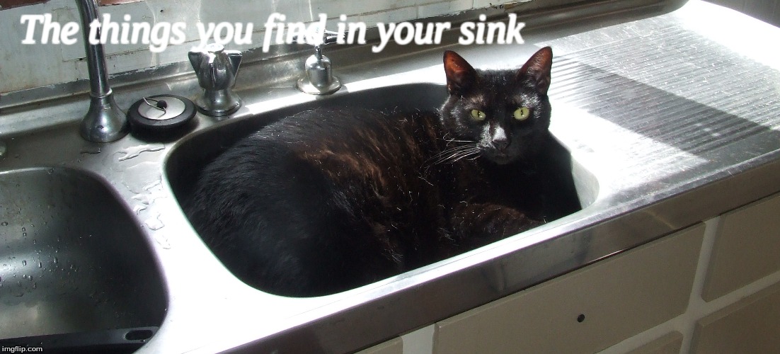 The things you find in your sink | The things you find in your sink | image tagged in memes,cats,cat in sink,funny cats | made w/ Imgflip meme maker