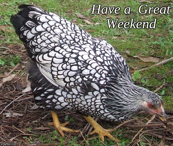Have a great Weekend | Have a  Great
Weekend | image tagged in memes,chickens,have a great weekend | made w/ Imgflip meme maker