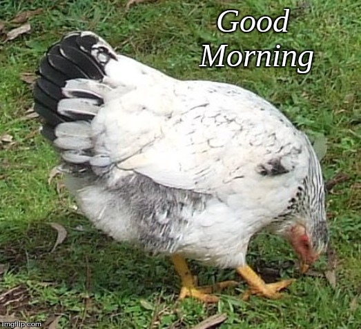 Good Morning | Good        
Morning | image tagged in memes,good morning,chickens,good morning chickens | made w/ Imgflip meme maker