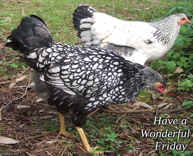 Have a Wonderful Friday | Have a 
Wonderful
Friday | image tagged in memes,chickens,have a wonderful friday,friday | made w/ Imgflip meme maker