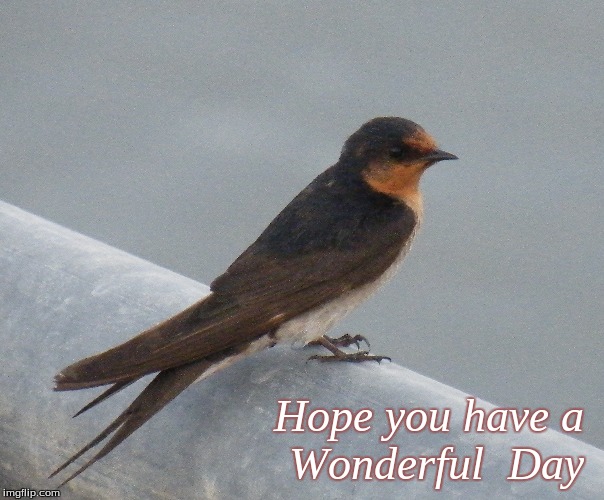 Hope you have a Wonderful Day | Hope you have a 
Wonderful  Day | image tagged in memes,birds,hope you have a wonderful day | made w/ Imgflip meme maker