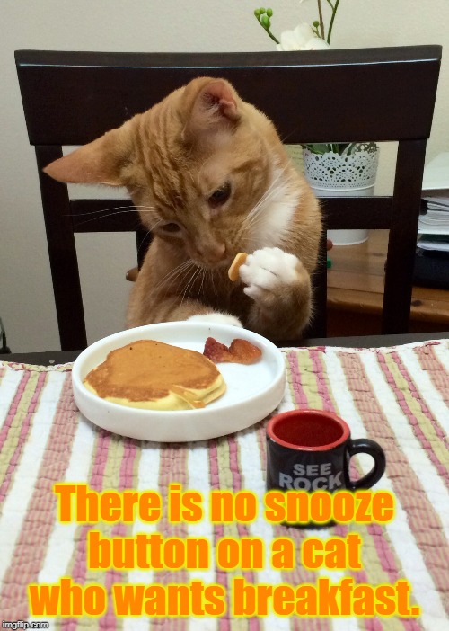 Cat eating breakfast | There is no snooze button on a cat who wants breakfast. | image tagged in cat | made w/ Imgflip meme maker