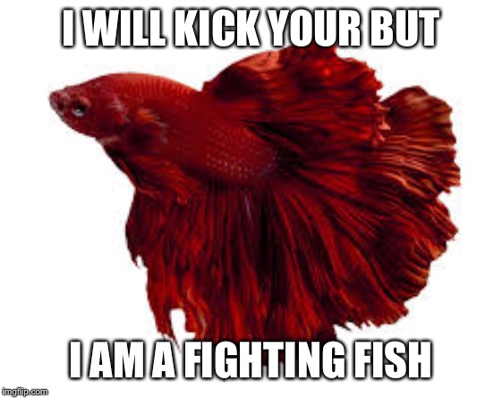 I WILL KICK YOUR BUT; I AM A FIGHTING FISH | image tagged in goldfish | made w/ Imgflip meme maker