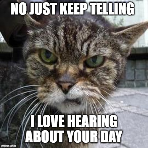Angry Cat | NO JUST KEEP TELLING; I LOVE HEARING ABOUT YOUR DAY | image tagged in angry cat | made w/ Imgflip meme maker
