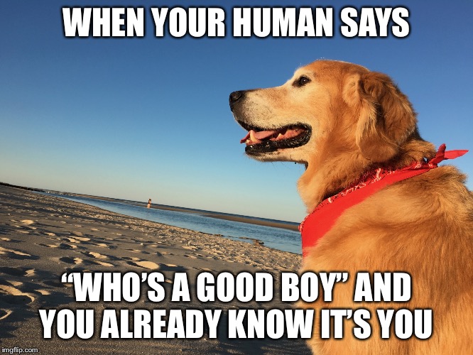 Beach Dog | WHEN YOUR HUMAN SAYS; “WHO’S A GOOD BOY” AND YOU ALREADY KNOW IT’S YOU | image tagged in beach dog | made w/ Imgflip meme maker
