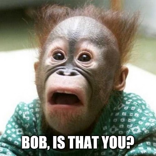 Shocked Monkey | BOB, IS THAT YOU? | image tagged in shocked monkey | made w/ Imgflip meme maker