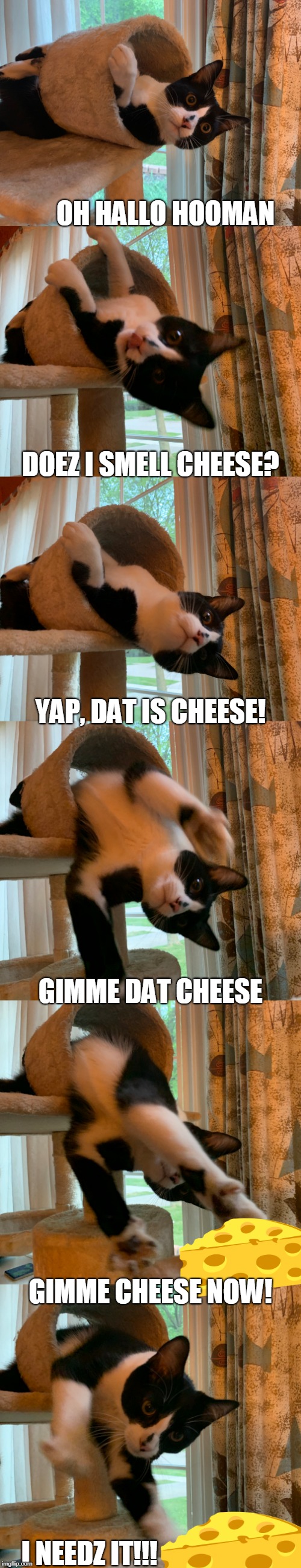It's my cheese and I want it now! | OH HALLO HOOMAN; DOEZ I SMELL CHEESE? YAP, DAT IS CHEESE! GIMME DAT CHEESE; GIMME CHEESE NOW! I NEEDZ IT!!! | image tagged in cats,cheese,that's just silly cat,tuxedo,i can has cheezburger cat,cats are awesome | made w/ Imgflip meme maker