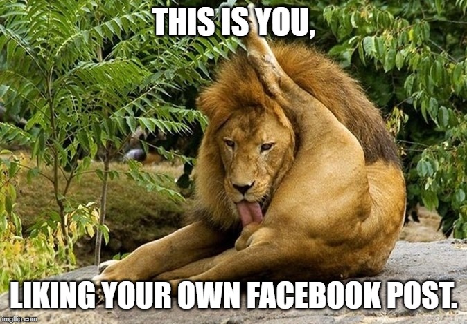 Lion licking his FB post | THIS IS YOU, LIKING YOUR OWN FACEBOOK POST. | image tagged in lion licking himself,facebook | made w/ Imgflip meme maker