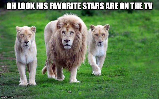 Lions Hunting | OH LOOK HIS FAVORITE STARS ARE ON THE TV | image tagged in lions hunting | made w/ Imgflip meme maker