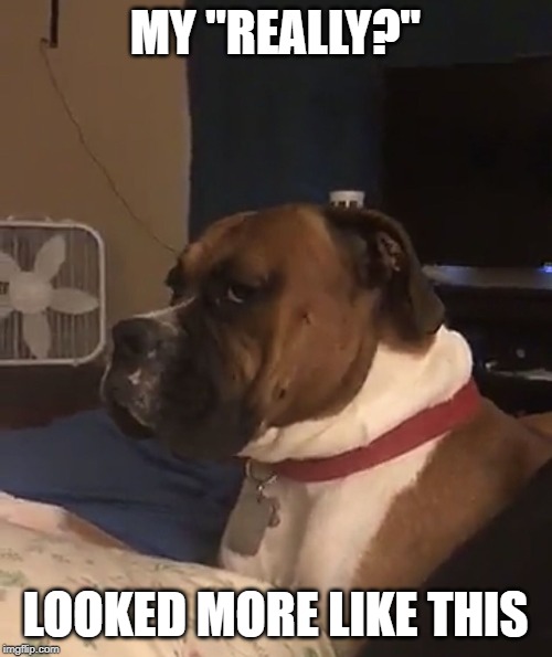 Dog Really face? | MY "REALLY?" LOOKED MORE LIKE THIS | image tagged in dog really face | made w/ Imgflip meme maker
