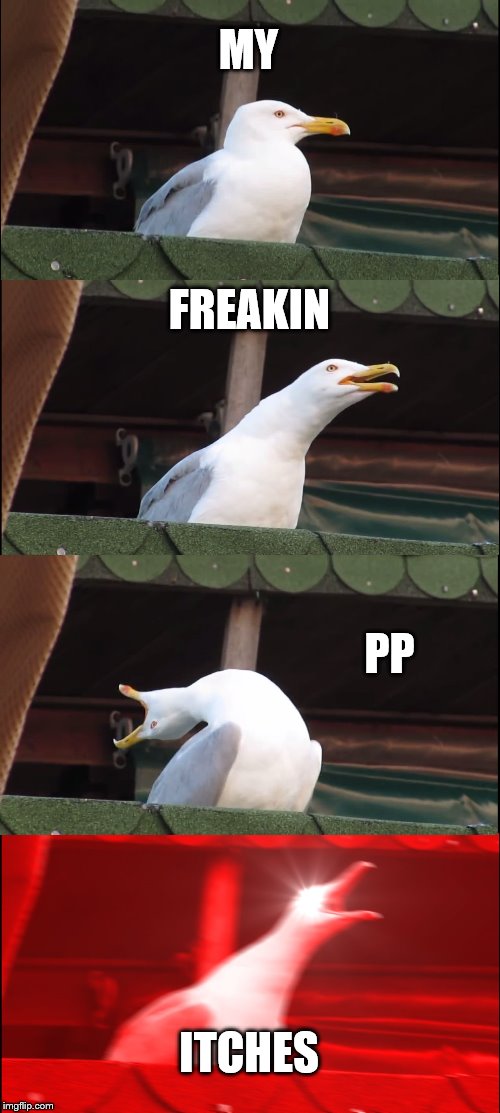 Inhaling Seagull | MY; FREAKIN; PP; ITCHES | image tagged in memes,inhaling seagull | made w/ Imgflip meme maker