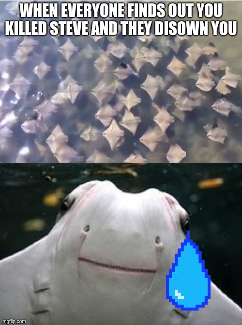Sting Rays | WHEN EVERYONE FINDS OUT YOU KILLED STEVE AND THEY DISOWN YOU | image tagged in sting rays | made w/ Imgflip meme maker