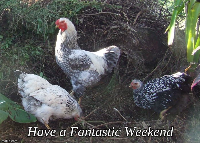 Have a Fantastic Weekend | Have a Fantastic Weekend | image tagged in memes,chickens,have a fantastic weekend | made w/ Imgflip meme maker