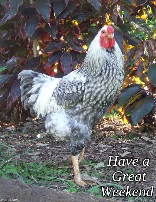 Have a great Weekend | Have a 
Great  
Weekend | image tagged in memes,roosters,chickens,have a great weekend | made w/ Imgflip meme maker