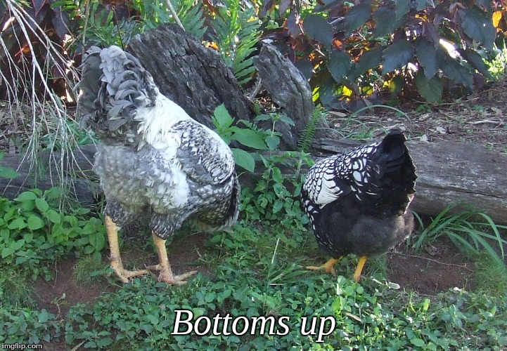 Bottoms Up | Bottoms up | image tagged in bottoms up,memes,chickens | made w/ Imgflip meme maker