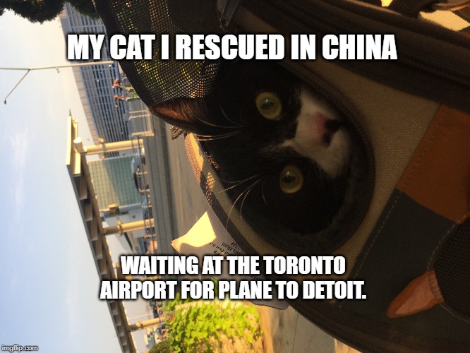 Cat coming home | MY CAT I RESCUED IN CHINA; WAITING AT THE TORONTO AIRPORT FOR PLANE TO DETOIT. | image tagged in cat,china,airport,cute,cute cat | made w/ Imgflip meme maker