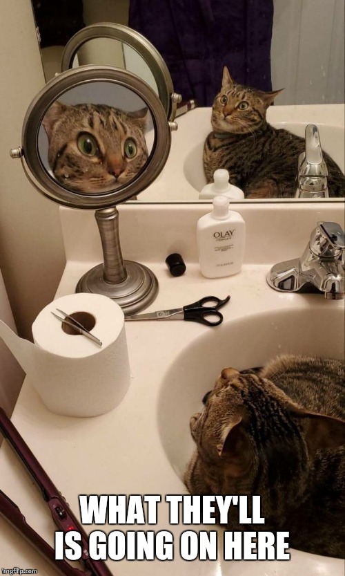 WTH | WHAT THEY'LL IS GOING ON HERE | image tagged in wtf,cats | made w/ Imgflip meme maker