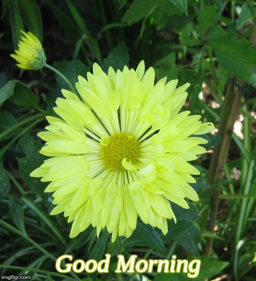 Good Morning | Good Morning | image tagged in memes,good morning,good morning flowers,flowers | made w/ Imgflip meme maker