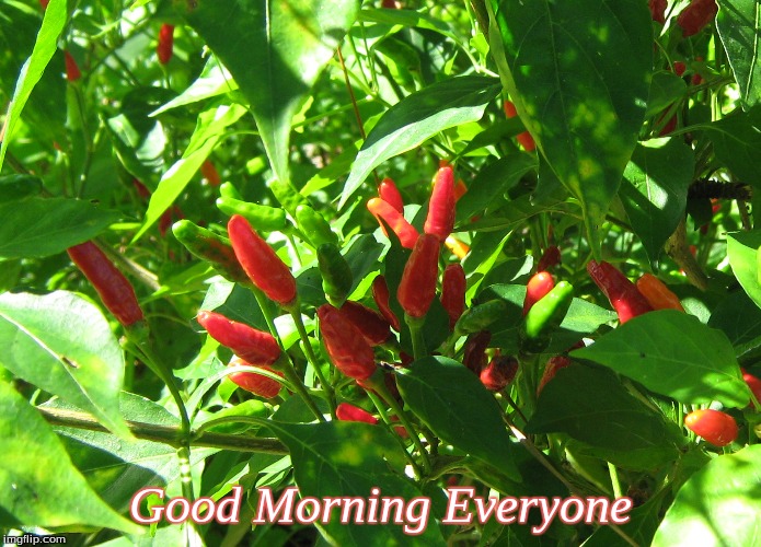 Good morning Everyone | Good Morning Everyone | image tagged in memes,good morning,chillies | made w/ Imgflip meme maker