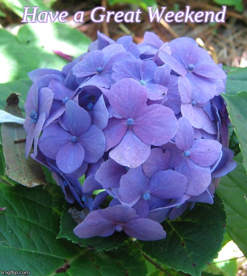 Have a Great Weekend | Have a Great Weekend | image tagged in memes,have a great weekend,flowers | made w/ Imgflip meme maker