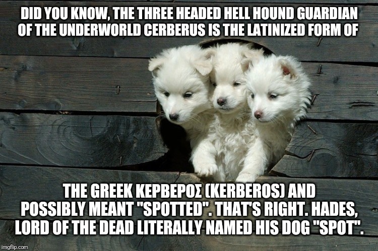 Cerberus Pups | DID YOU KNOW, THE THREE HEADED HELL HOUND GUARDIAN OF THE UNDERWORLD CERBERUS IS THE LATINIZED FORM OF; THE GREEK ΚΕΡΒΕΡΟΣ (KERBEROS) AND POSSIBLY MEANT "SPOTTED". THAT'S RIGHT. HADES, LORD OF THE DEAD LITERALLY NAMED HIS DOG "SPOT". | image tagged in cerberus pups,PercyJacksonMemes | made w/ Imgflip meme maker