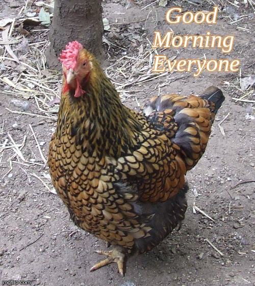 Good Morning Everyone | Good      
Morning   
Everyone | image tagged in memes,chickens,good morning,good morning chickens | made w/ Imgflip meme maker
