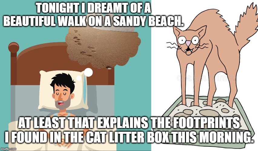 Beautifull walk | TONIGHT I DREAMT OF A BEAUTIFUL WALK ON A SANDY BEACH. AT LEAST THAT EXPLAINS THE FOOTPRINTS I FOUND IN THE CAT LITTER BOX THIS MORNING. | image tagged in cat | made w/ Imgflip meme maker