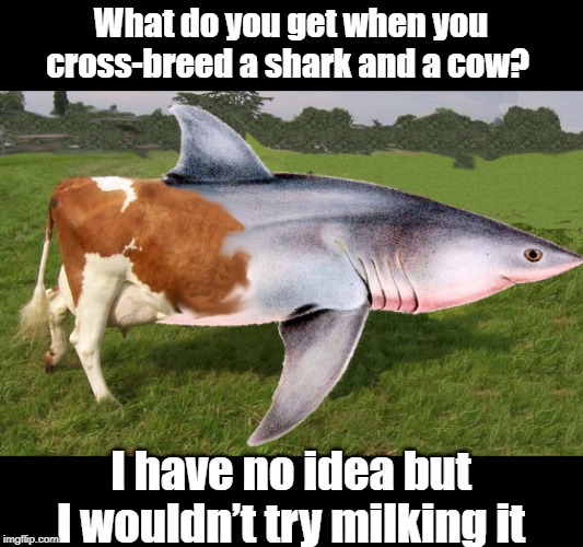 Cross breed | What do you get when you cross-breed a shark and a cow? I have no idea but I wouldn’t try milking it | image tagged in funny | made w/ Imgflip meme maker