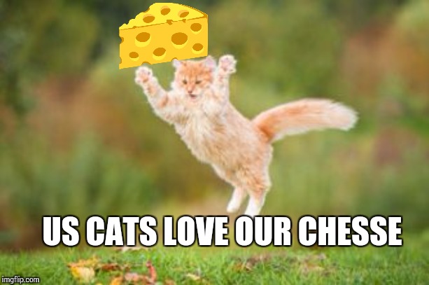 jumping cat | US CATS LOVE OUR CHESSE | image tagged in jumping cat | made w/ Imgflip meme maker