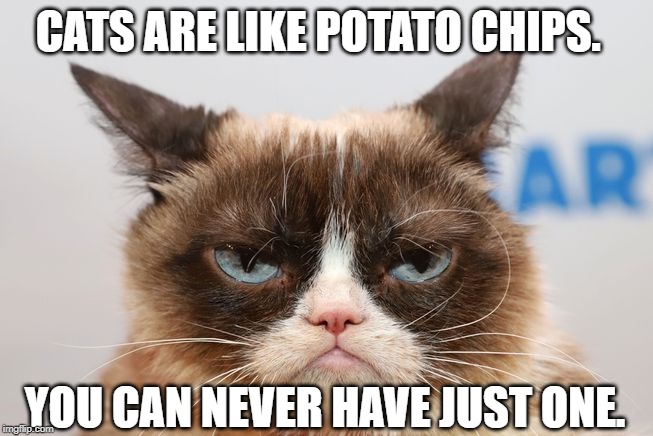 Like Potato chips | CATS ARE LIKE POTATO CHIPS. YOU CAN NEVER HAVE JUST ONE. | image tagged in cat | made w/ Imgflip meme maker