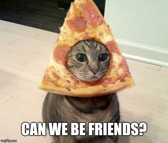 pizza cat | CAN WE BE FRIENDS? | image tagged in pizza cat | made w/ Imgflip meme maker