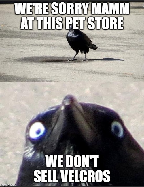 insanity crow | WE'RE SORRY MAMM
AT THIS PET STORE; WE DON'T SELL VELCROS | image tagged in insanity crow | made w/ Imgflip meme maker