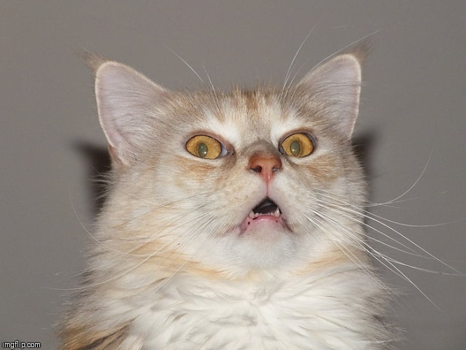Surprised Cat / Startled Cat / Scared Cat / Spooked Cat | image tagged in surprised cat / startled cat / scared cat / spooked cat | made w/ Imgflip meme maker