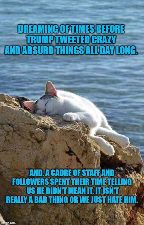 Contented Cat | DREAMING OF TIMES BEFORE TRUMP TWEETED CRAZY AND ABSURD THINGS ALL DAY LONG. AND, A CADRE OF STAFF AND FOLLOWERS SPENT THEIR TIME TELLING  US HE DIDN'T MEAN IT, IT ISN'T REALLY A BAD THING OR WE JUST HATE HIM. | image tagged in politics | made w/ Imgflip meme maker