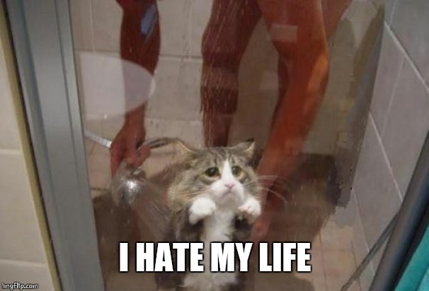 POOR KITTY | I HATE MY LIFE | image tagged in cats,cat | made w/ Imgflip meme maker