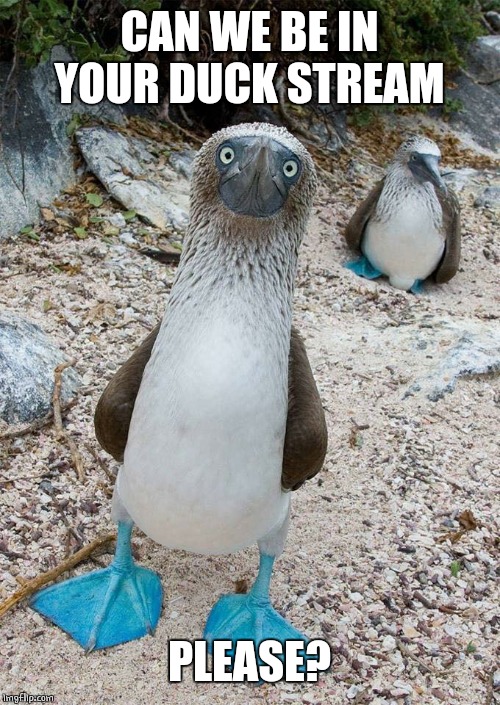 GOT FLIPPERS | CAN WE BE IN YOUR DUCK STREAM; PLEASE? | image tagged in ducks,boobies | made w/ Imgflip meme maker