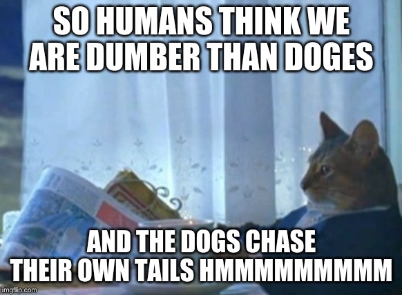 I Should Buy A Boat Cat Meme | SO HUMANS THINK WE ARE DUMBER THAN DOGES; AND THE DOGS CHASE THEIR OWN TAILS HMMMMMMMMM | image tagged in memes,i should buy a boat cat | made w/ Imgflip meme maker