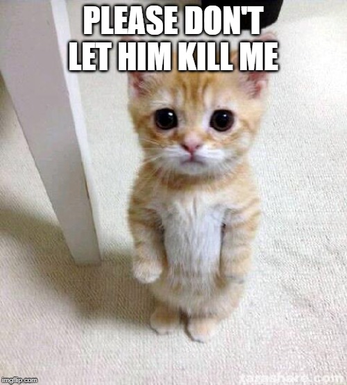 Cute Cat Meme | PLEASE DON'T LET HIM KILL ME | image tagged in memes,cute cat | made w/ Imgflip meme maker