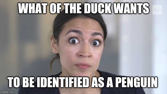 Crazy Alexandria Ocasio-Cortez | WHAT OF THE DUCK WANTS TO BE IDENTIFIED AS A PENGUIN | image tagged in crazy alexandria ocasio-cortez | made w/ Imgflip meme maker
