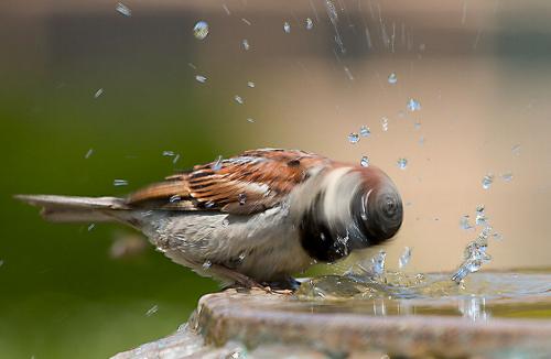 image tagged in photography,birds